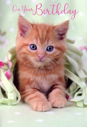 Brighten any birthday with this delightful Simon Elvin greeting card. It features an adorable ginger kitten with captivating blue eyes, snuggled cosily in a soft green blanket. The elegant pink script reads 'On Your Birthday', adding a charming touch to this sweet design. Perfect for sending warm wishes to female friends and family, this card is sure to be a favourite. Available in a convenient pack of 6, ensuring you're always prepared with a lovely option for your customers.
