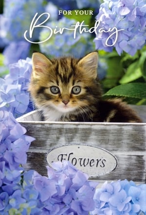 Bring a touch of undeniable charm to any birthday celebration with this delightful card. Featuring an irresistibly cute tabby kitten, with its big, captivating eyes, peeking out from a rustic wooden box. The kitten is nestled amongst a beautiful array of soft blue and purple hydrangeas, creating a truly heartwarming scene. Elegantly scripted with 'FOR YOUR Birthday', this 'Open Birthday Female' card is perfect for sending warm wishes to any special woman in your life. Its sweet and gentle design is sure to bring a smile and make their day extra special. Stock up on this popular choice, available in convenient packs of six.