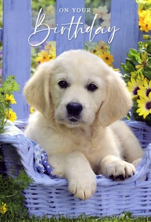 Bring a smile to any birthday girl's face with this utterly adorable card from Simon Elvin. Featuring a charming golden retriever puppy nestled in a pretty blue basket, surrounded by cheerful yellow flowers, it's the perfect way to send warm wishes. The elegant 'ON YOUR Birthday' script adds a touch of sophistication to this heartwarming design. Ideal for female recipients of all ages, this card is sure to be treasured. Available in a convenient pack of 6, it's a must-have addition to your greeting card selection.