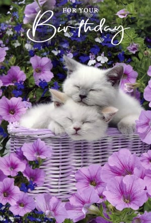 Send the sweetest birthday wishes with this utterly charming card from Simon Elvin. Featuring two adorable white kittens, peacefully nestled in a lavender basket, surrounded by a vibrant display of purple and blue flowers, it's a truly heartwarming scene. The elegant 'FOR YOUR Birthday' script adds a touch of sophistication.
This beautiful 'Open Birthday Female' card is perfect for any woman or girl in your life, offering a serene and delightful way to celebrate her special day. Stock up with this lovely design, available in a convenient pack of 6.