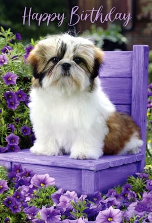 Delight your customers with this utterly charming 'Open Birthday Female' card, featuring an irresistible Shih Tzu puppy. Perched on a vibrant purple bench and surrounded by a cascade of beautiful purple flowers, this adorable canine is sure to bring a smile to any birthday girl's face. The elegant 'Happy Birthday' script perfectly complements the sweet scene, making it a truly heartwarming choice.
From renowned supplier Simon Elvin, this card offers exceptional appeal for female recipients of all ages. Stock up on this delightful design, available in a convenient pack size of 1x6, and add a touch of cuteness and cheer to your greeting card selection.