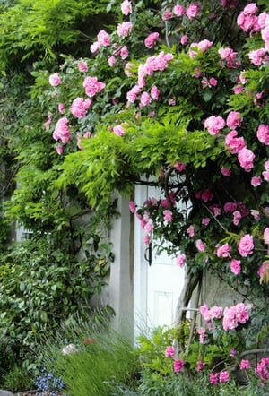 Invite customers to celebrate her special day with our enchanting Open Birthday Female card, inspired by the timeless beauty of a blooming cottage garden. This exquisite design features a cascade of vibrant pink climbing roses intertwined with lush green foliage, evoking a sense of natural elegance and warmth.
Perfect for conveying heartfelt birthday wishes to any female recipient, this card offers a truly beautiful way to mark the occasion. From the trusted quality of Simon Elvin, each pack contains 6 delightful cards, ready to brighten your retail display.