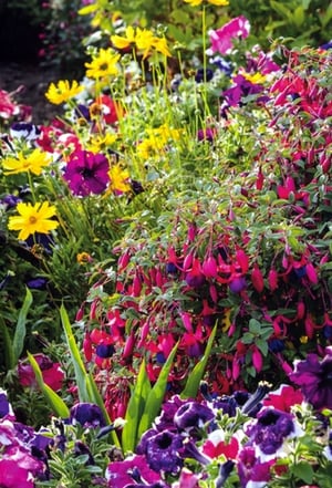 Introduce a burst of floral beauty to your greeting card display with our 'Open Birthday Female' cards, proudly supplied by Simon Elvin. This charming design captures the essence of a vibrant garden, showcasing cheerful yellow blooms, elegant pink and purple fuchsias, and delightful petunias. The rich, natural colours and intricate floral arrangement make this card an ideal choice for celebrating any special woman's birthday. Each wholesale pack contains 6 beautifully crafted cards, ensuring you're well-stocked with a popular and visually appealing option for your customers. A truly lovely way to help them send heartfelt birthday wishes.