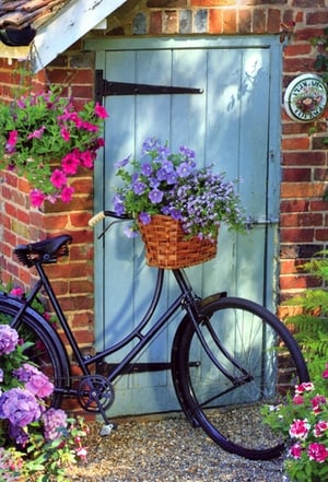 Offer your customers a truly charming option for celebrating her special day with this 'Open Birthday Female' card from Simon Elvin. This beautifully designed card captures the essence of a tranquil English garden, featuring a classic bicycle laden with a basket of vibrant purple and pink blooms, set against a rustic brick wall and a serene blue door.
The idyllic scene evokes warmth and joy, making it a perfect choice for any woman's birthday. Its delightful imagery is sure to resonate, providing a heartfelt way to send best wishes. Each pack contains 6 cards, ready to enhance your greeting card selection.