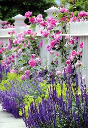Capture the serene beauty of a quintessential English garden with our 'Blank Female' greeting cards, brought to you by Simon Elvin. This charming pack of six features a breathtaking image of vibrant pink roses gracefully climbing a classic white picket fence, set against a backdrop of lush purple and lime green blooms. These versatile blank cards are perfect for any occasion, allowing your customers to add their own heartfelt messages for birthdays, thank yous, or just to brighten someone's day. A truly delightful choice for those who appreciate natural elegance. Order your 1x6 pack today!
